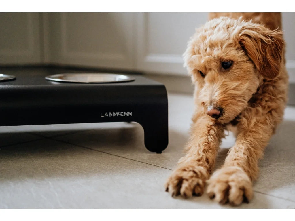 Dog Bowl - Black