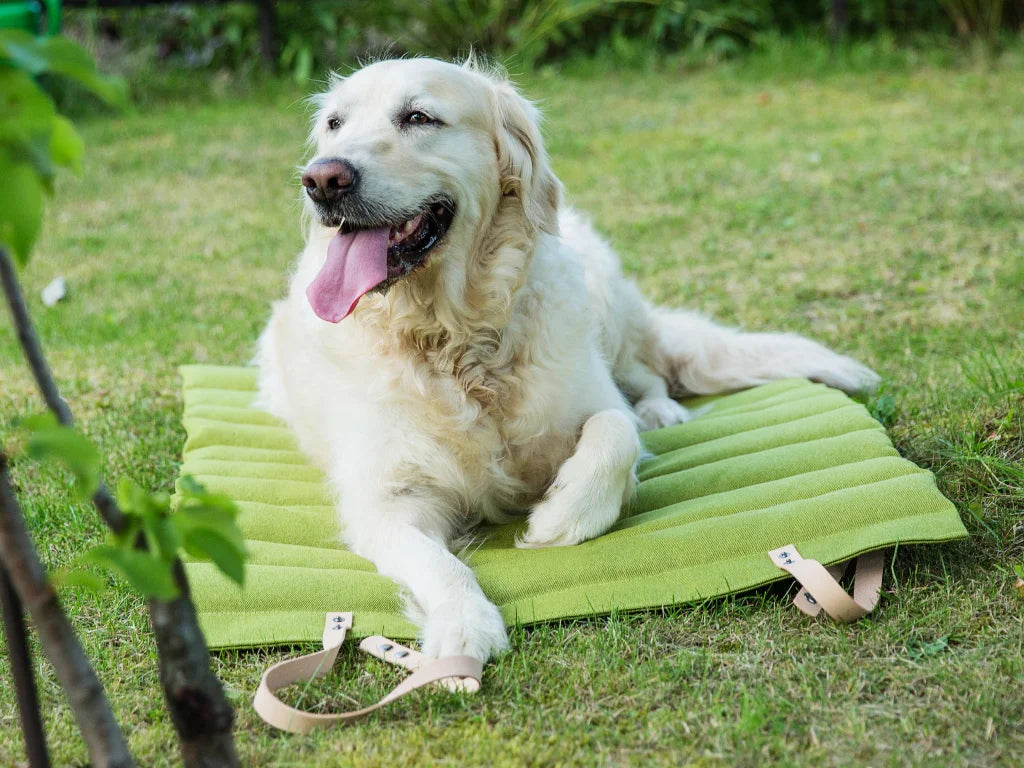 Travel Dog Blanket - Pistachio