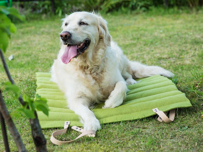 Travel Dog Blanket - Pistachio