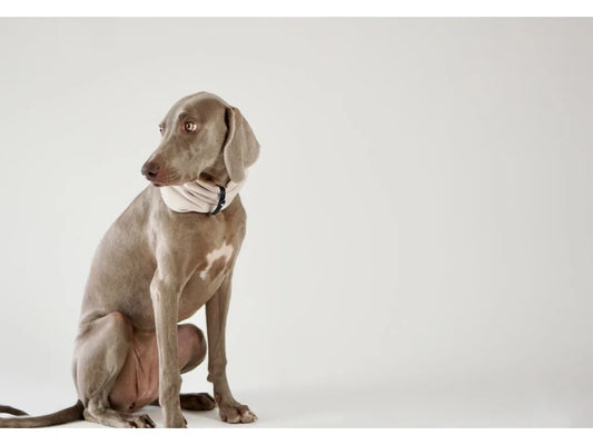 Dog Neck Warmer - White