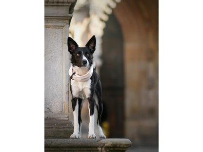 Dog Neck Warmer - White